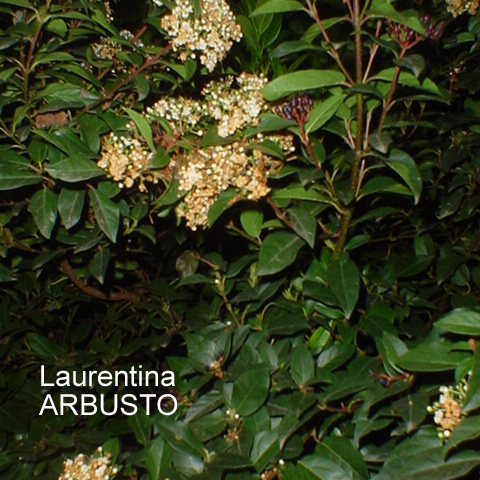 LAURENTINA